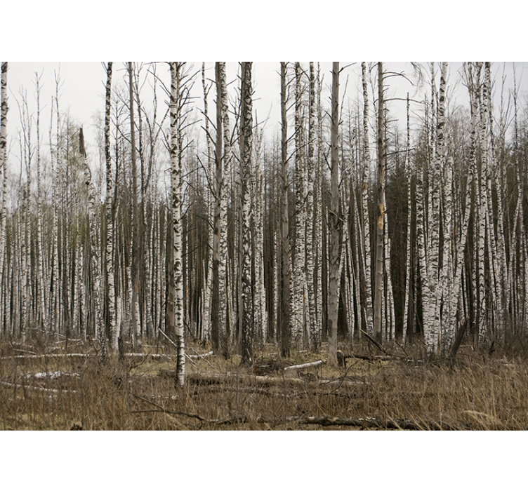 Forest wall mural birch grove wilderness retreat - TenStickers