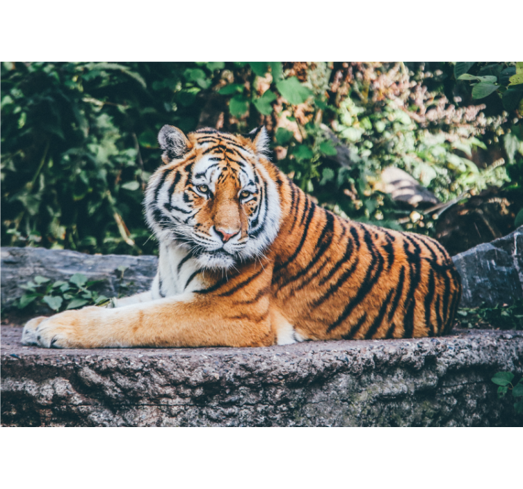 3D tiger lying on a rock wall mural - TenStickers