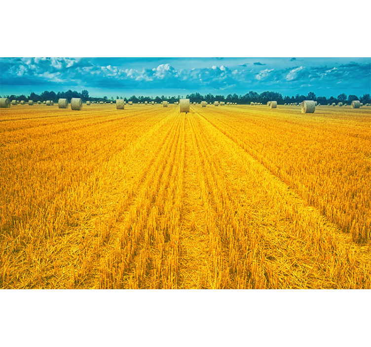 Golden Harvest Field landscape mural wallpaper - TenStickers