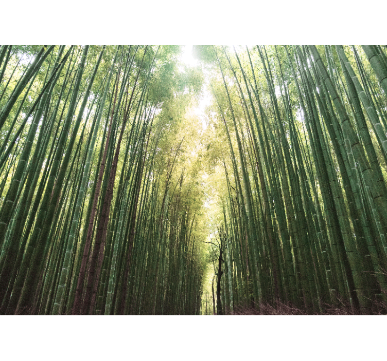 Bamboo Forest green Zen wall mural - TenStickers