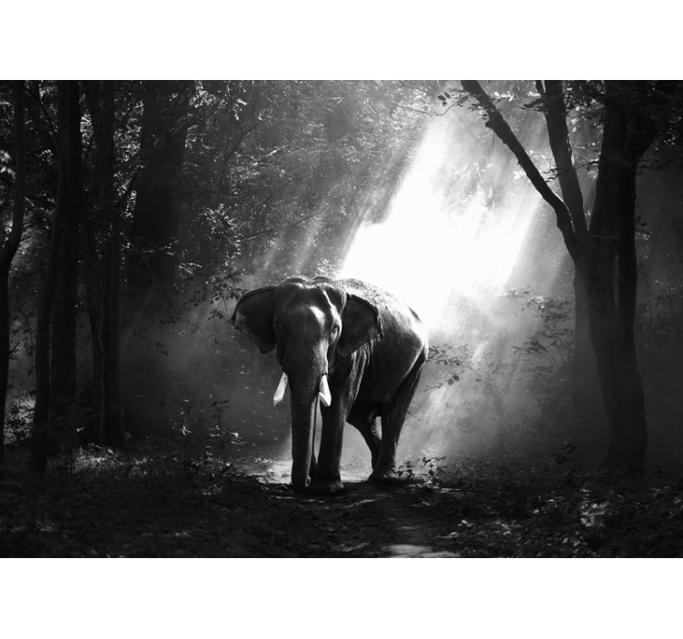 Majestic Elephant Encounter animal wall mural - TenStickers