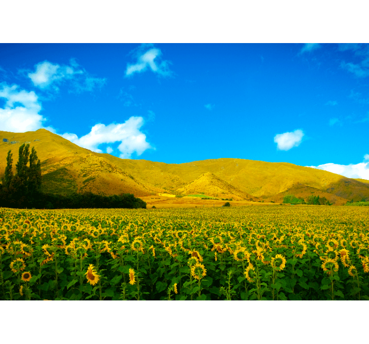 Sunflower Field landscape mural wallpaper - TenStickers