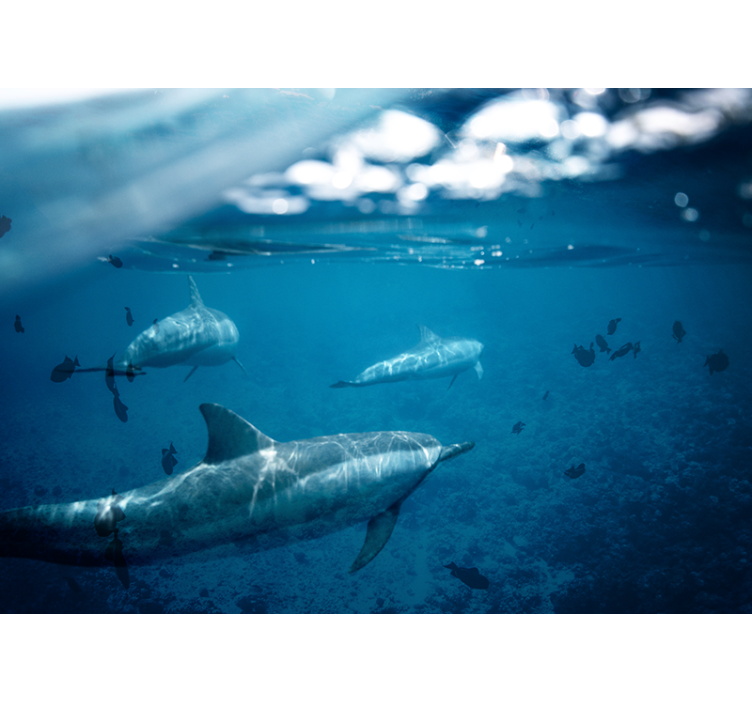 Underwater Dolphin Encounter sea mural - TenStickers