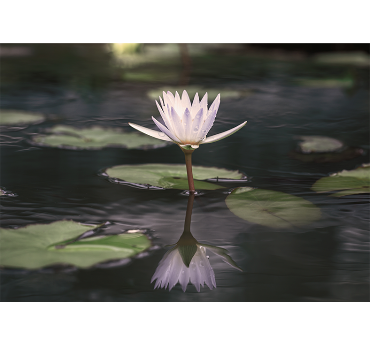 Lotus Blossom Mirror flower mural - TenStickers