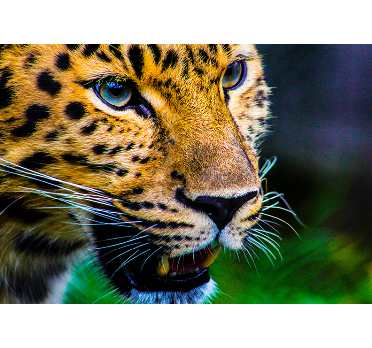 Leopard Close-Up animal wall mural - TenStickers