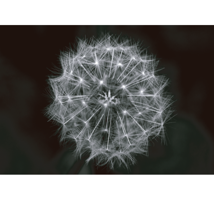 Dandelion mural delicate dandelion burst - TenStickers