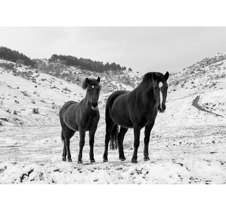 Animal wall mural majestic black horses - TenStickers