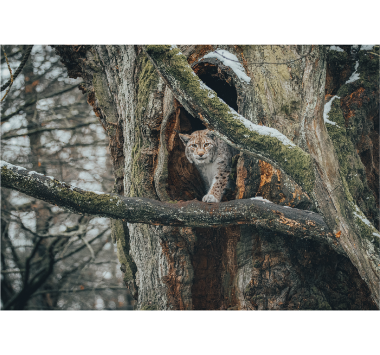 Lynx in Tree animal wall mural - TenStickers