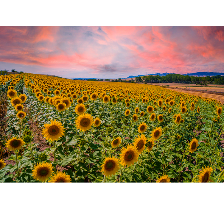 Flower mural sunflower field view - TenStickers