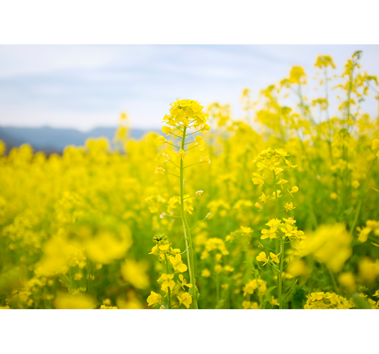 Colored yellow flowers field wall mural - TenStickers