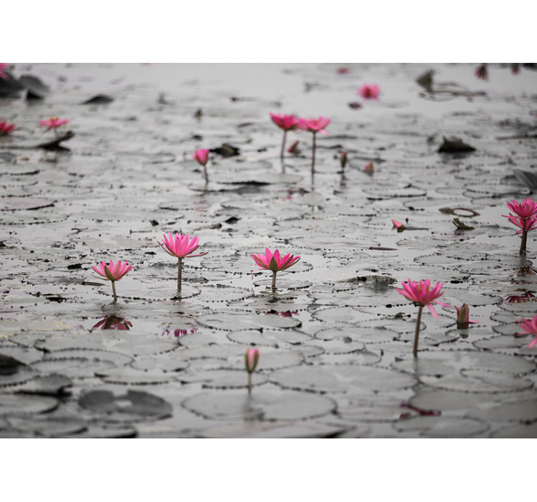Flower mural pink lotus blossoms - TenStickers