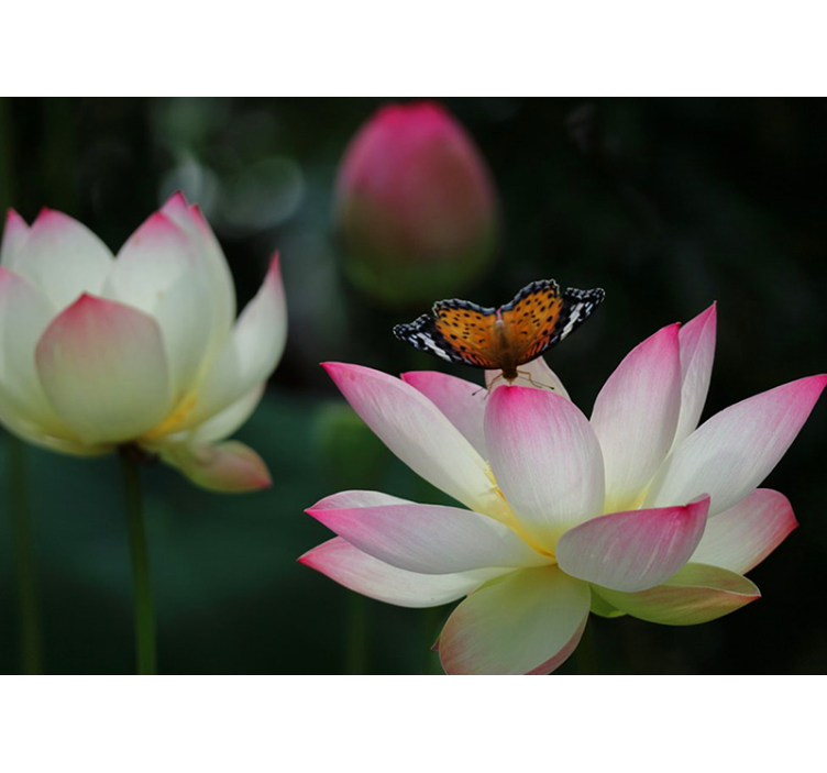 Elegant Lotus Blossom flower mural - TenStickers