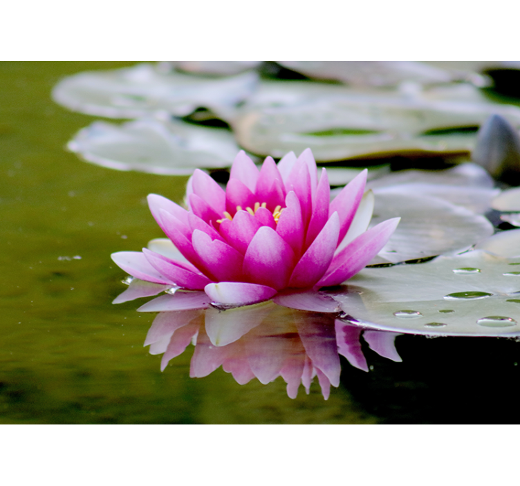 Graceful Pink Lotus flower mural - TenStickers