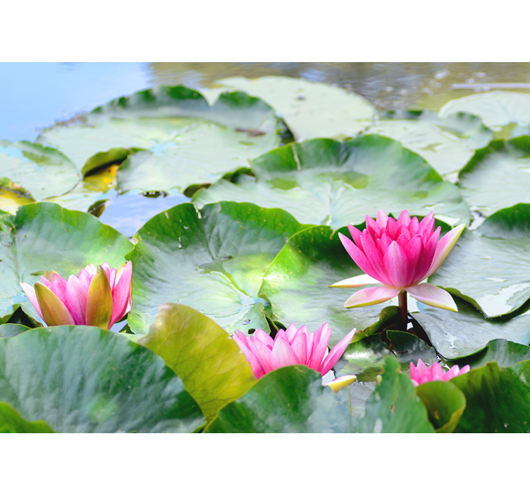 Lined lotus flowers wall mural - TenStickers