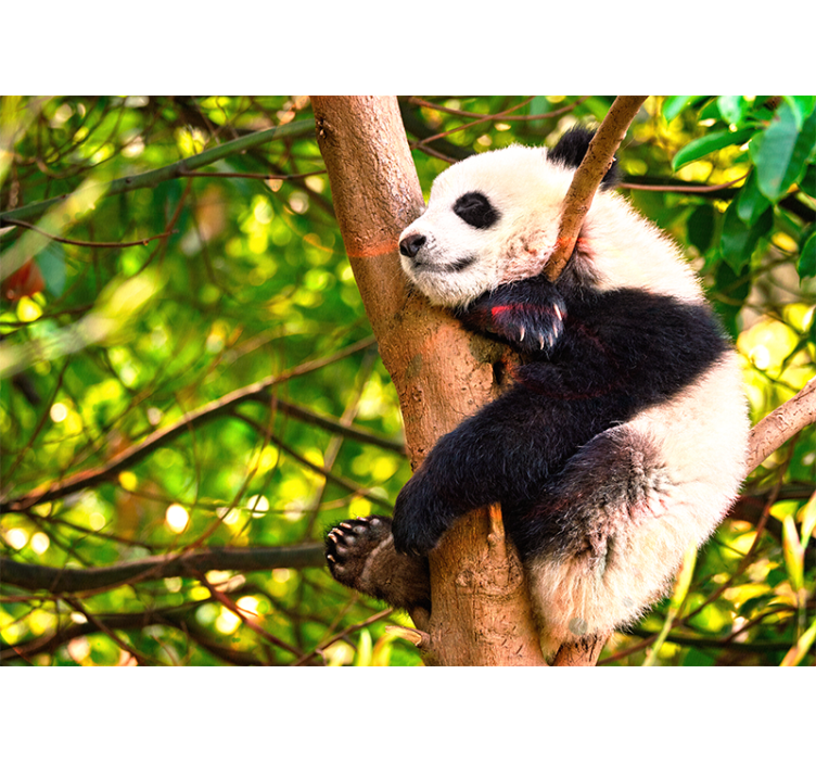 Relaxing Panda Cub animal wall mural - TenStickers
