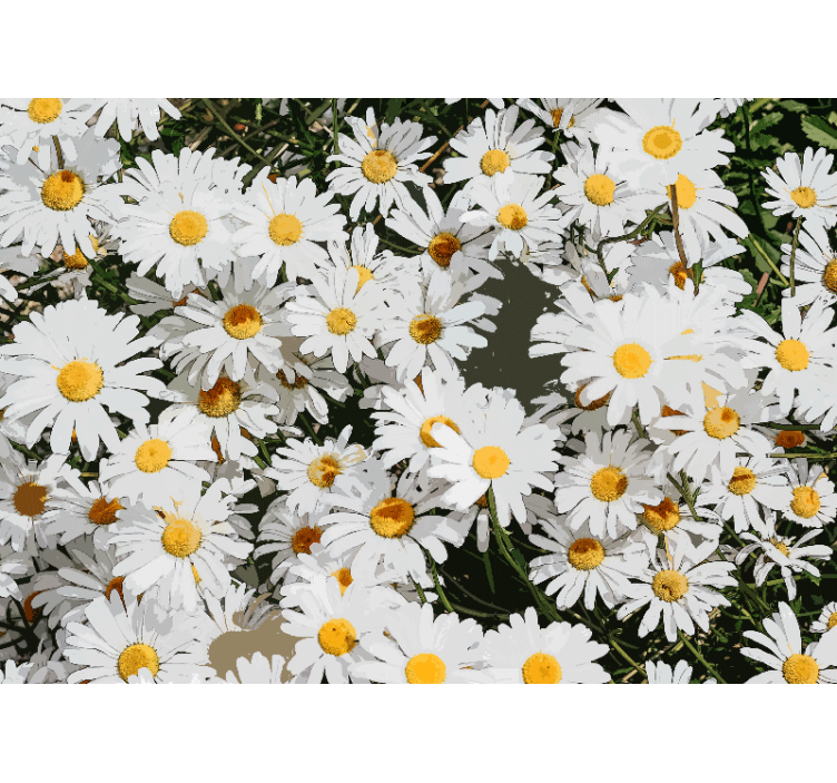 Flower mural daisy blossom field - TenStickers