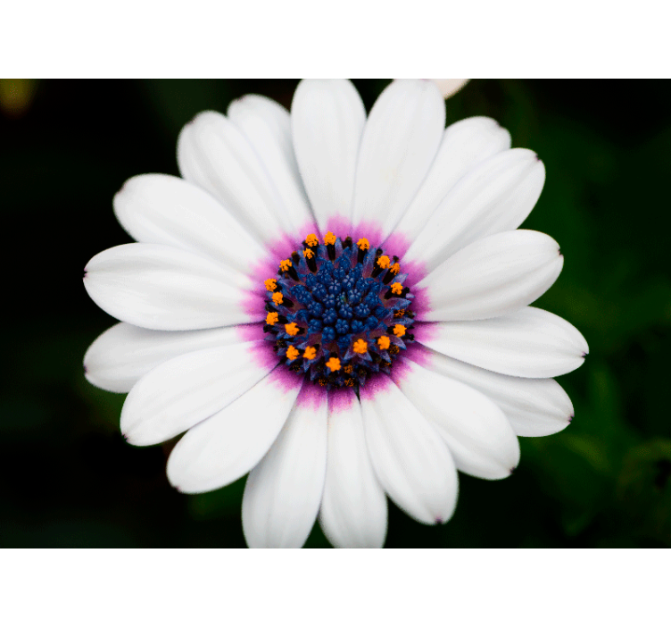 White and purple daisy wall mural - TenStickers
