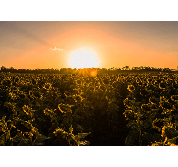 Flower mural sunflower meadow at dusk - TenStickers