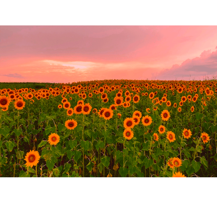 Flower mural vibrant sunflower field - TenStickers