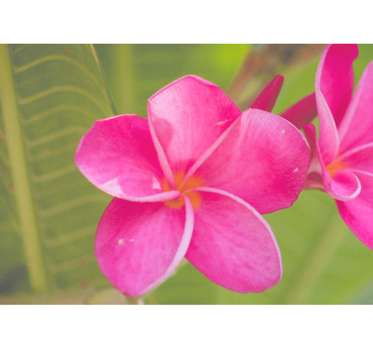 Flower mural in pink floral accent - TenStickers