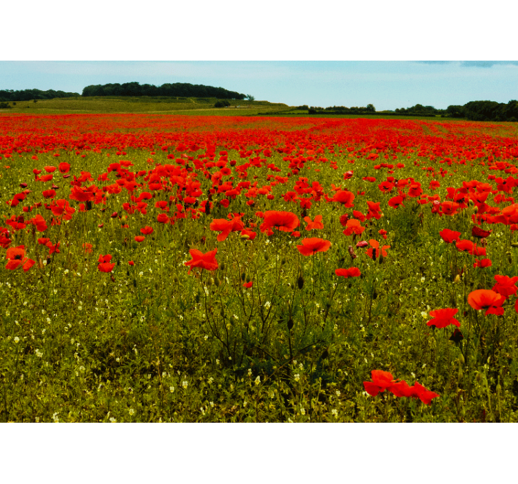 Long poppy field Poppy Wall Mural - TenStickers