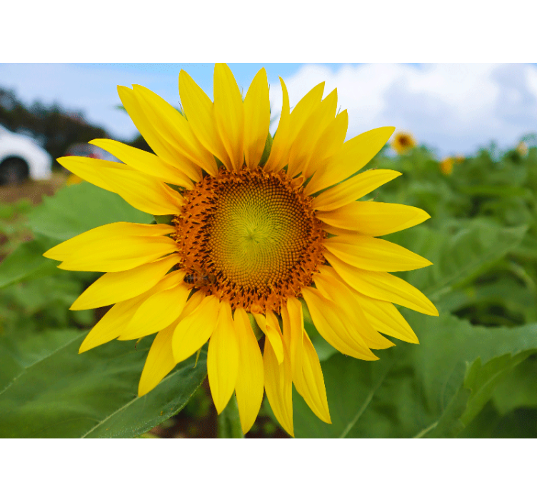 Flower mural sunflower blooming beauty - TenStickers