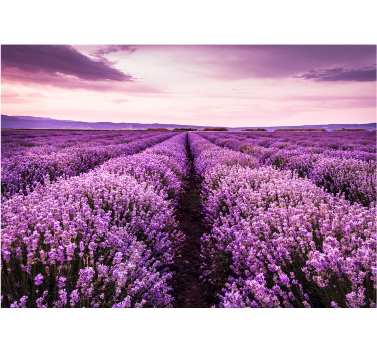 Flower mural lavender meadow serenity - TenStickers