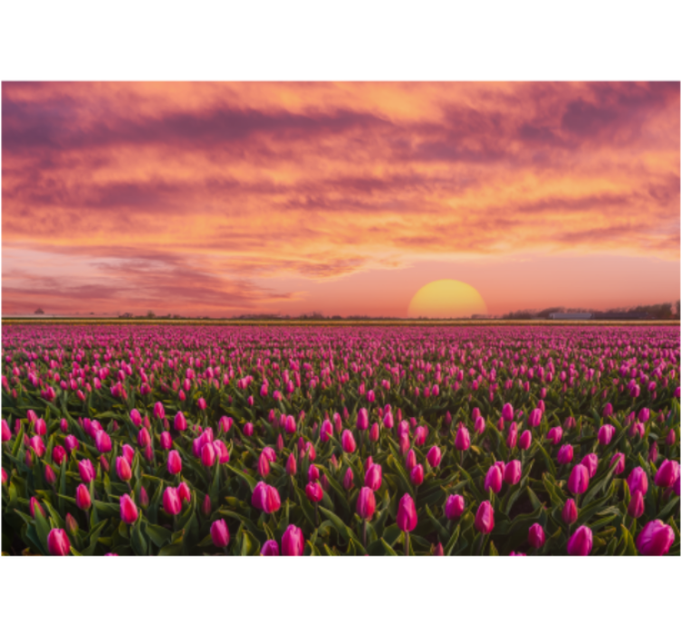 Flower mural tulip field at sunset - TenStickers