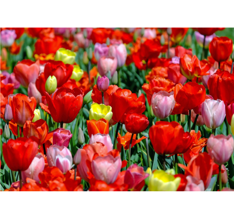Flower mural colorful tulip meadow - TenStickers