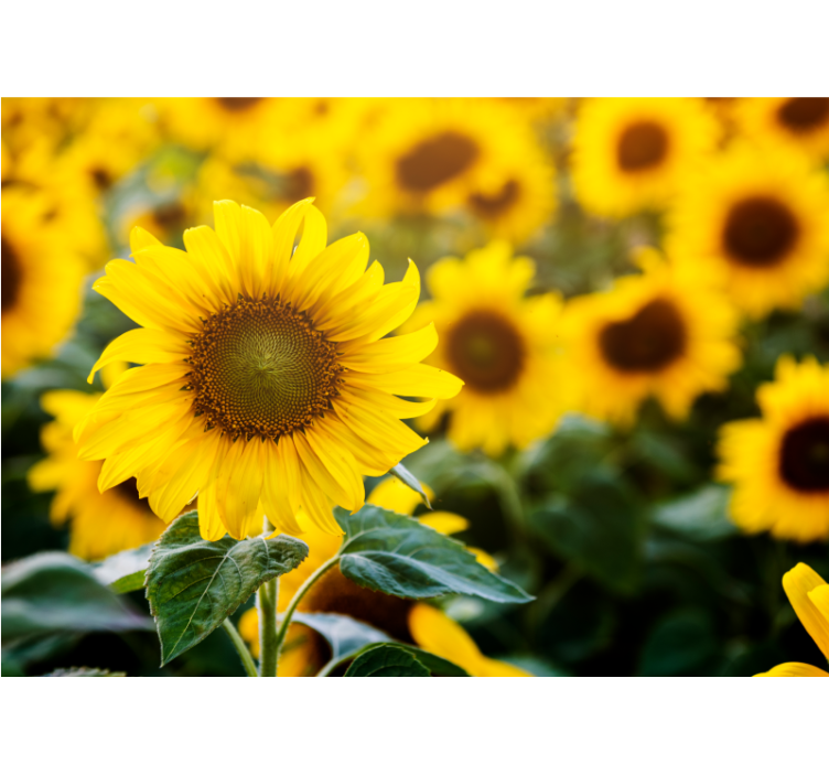 Sun flower field close up wall mural - TenStickers