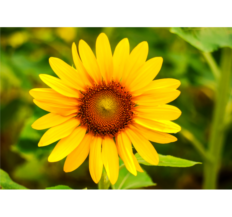 Vibrant sunflower bloom flower mural - TenStickers