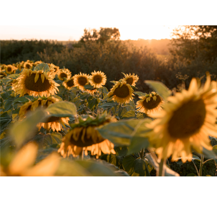 Flower mural sunflower field calm - TenStickers