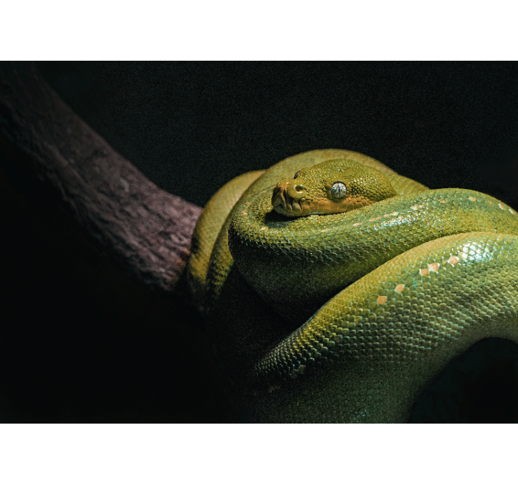 Animal wall mural emerald green python - TenStickers