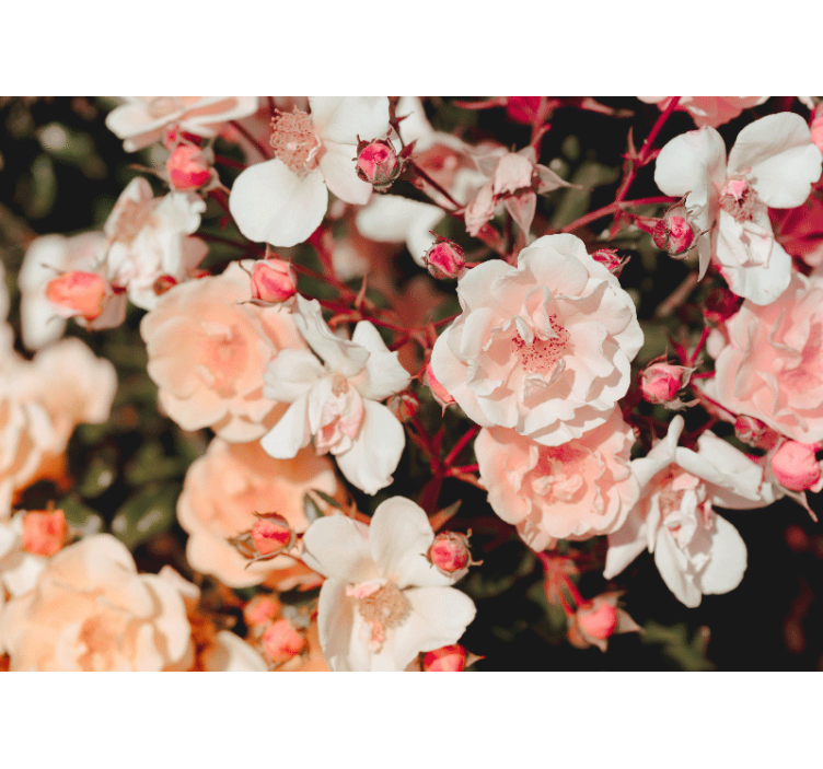 Flower mural blossoming rose petals - TenStickers