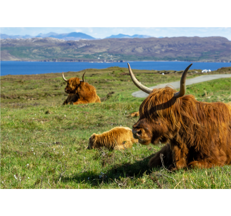 Nature wall mural highland cattle grazing - TenStickers