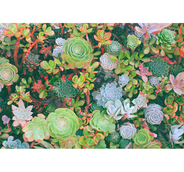Flower mural succulent garden bloom - TenStickers