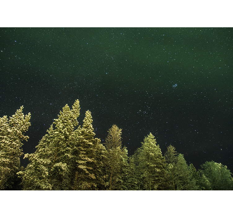 Forest wall mural starry pine forest - TenStickers