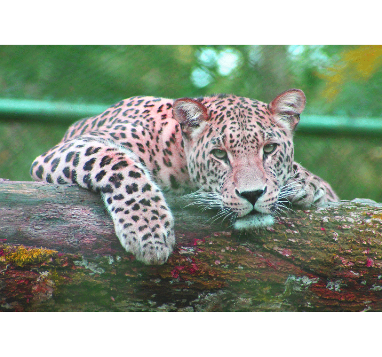 Animal wall mural leopard resting gracefully - TenStickers