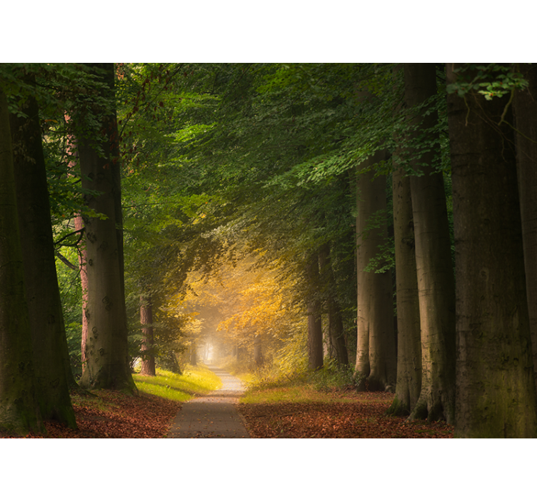 Nature wall mural forest pathway scene - TenStickers