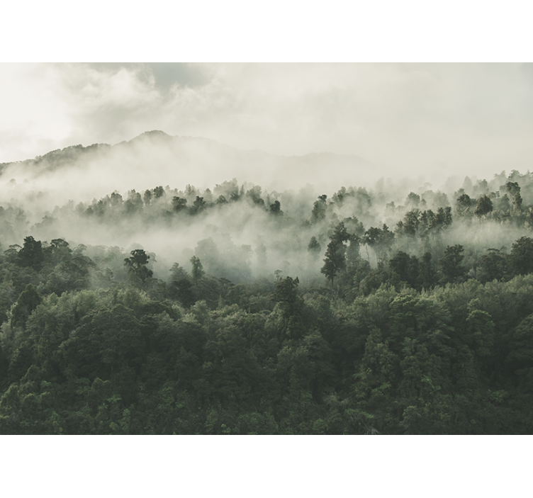 Forest wall mural forest in fog from above - TenStickers
