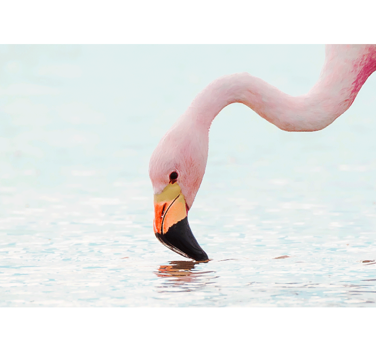 Wall mural flamingo water reflection - TenStickers