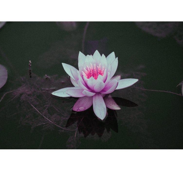Lotus Blossom Elegance wall mural - TenStickers