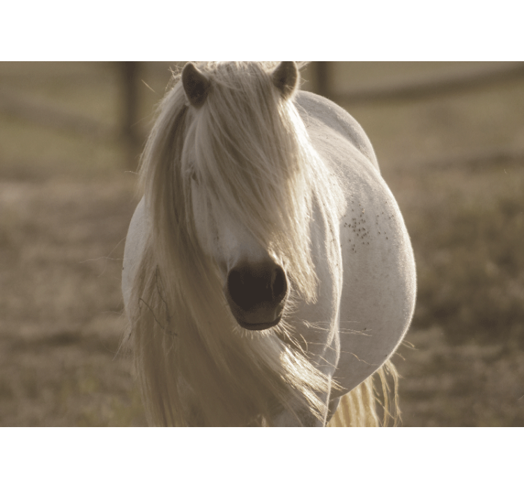 Wall mural of majestic white horse - TenStickers