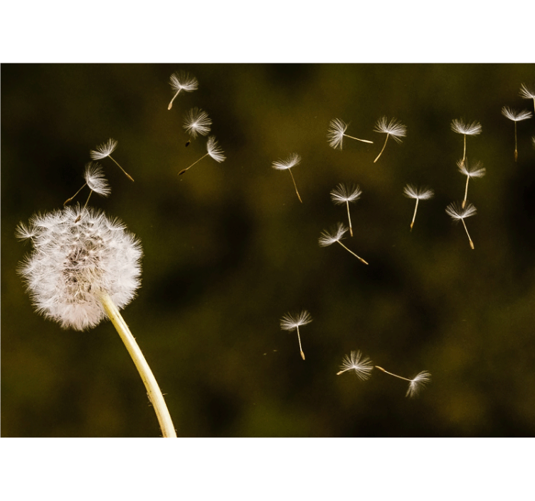 Dandelion mural floating seed puffs - TenStickers