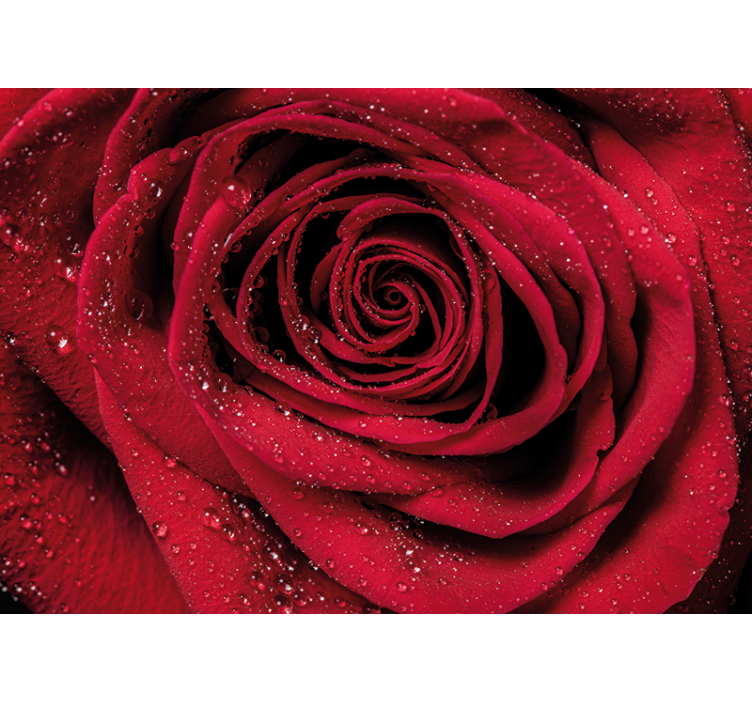 Flower mural rose with water droplets - TenStickers