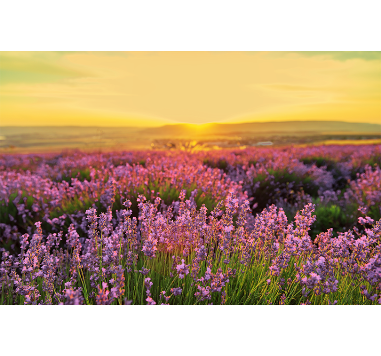 Flower mural lavender meadow at dusk - TenStickers