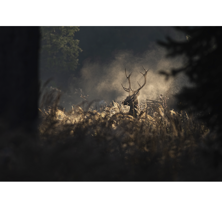 Morning foggy forest with deer wall mural - TenStickers