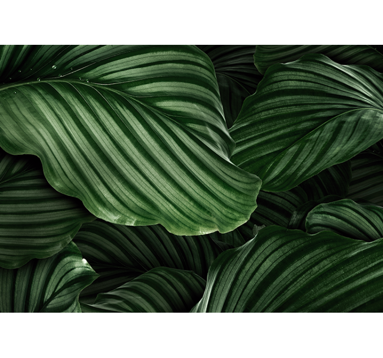 Nature wall mural lush green leaves - TenStickers