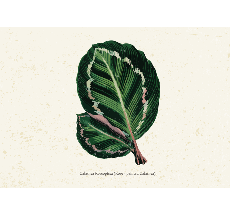 Flower mural calathea leaf art display - TenStickers