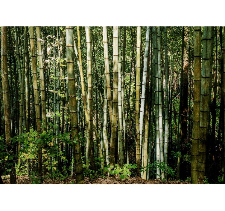 Bamboo wall mural bamboo grove landscape - TenStickers